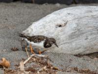 Steinwälzer im Ruhekleid am Strand - São Miguel